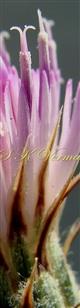  Disc Florets